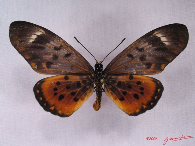 021 Lepidoptera (FD) Nymphalidae Heliconiinae IMG_3472WTMK.JPG