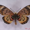 022 Lepidoptera (FV) Nymphalidae Heliconiinae IMG_3473WTMK.JPG