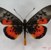027 Lepidoptera (FD) Nymphalidae Heliconiinae IMG_3561WTMK.JPG