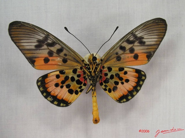 028 Lepidoptera (FV) Nymphalidae Heliconiinae IMG_3562WTMK.JPG