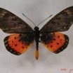 029 Lepidoptera (FD) Nymphalidae Heliconiinae IMG_3808WTMK.JPG