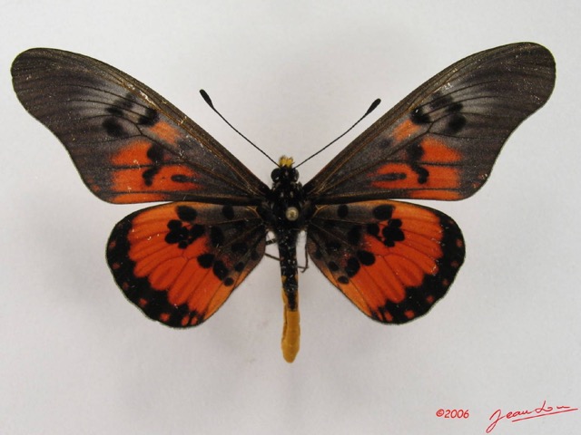 037 Lepidoptera (FD) Nymphalidae Heliconiinae Acraea perenna IMG_4461WTMK.JPG