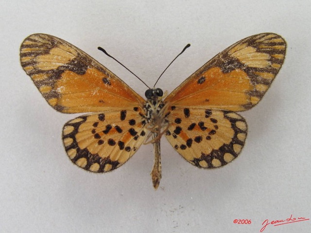 042 Lepidoptera (FV) Nymphalidae Heliconiinae Acraea eponina m IMG_4635WTMK.JPG