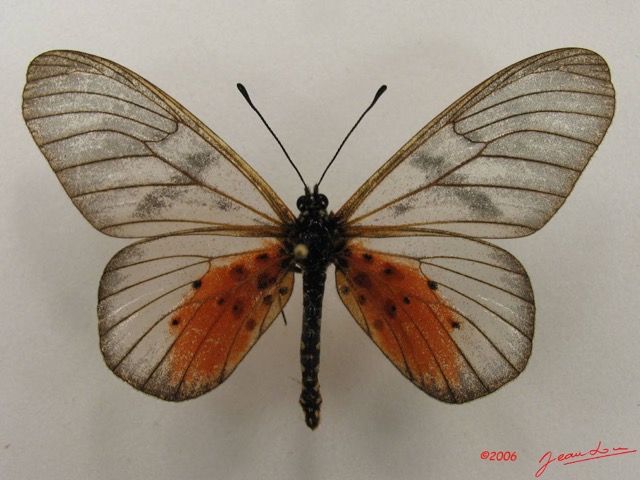 047 Lepidoptera (FD) Nymphalidae Heliconiinae Acraea vesperalis IMG_4980WTMK.JPG