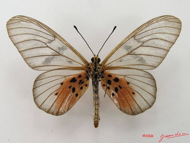 048 Lepidoptera (FV) Nymphalidae Heliconiinae Acraea vesperalis IMG_4981WTMK.JPG