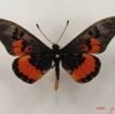 049 Lepidoptera (FD) Nymphalidae Heliconiinae Acraea perenna IMG_4998WTMK.JPG