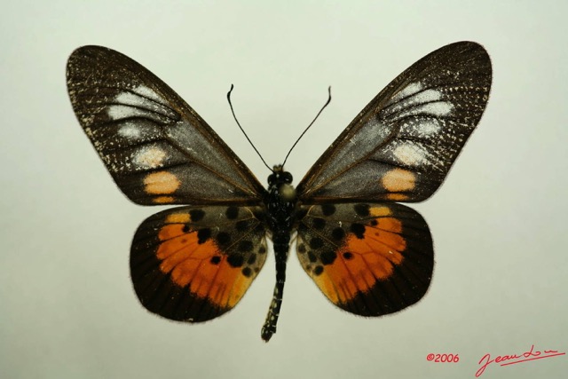 057 Lepidoptera (FD) Nymphalidae Heliconiinae Acraea penelos IMG_3096WTMK.JPG