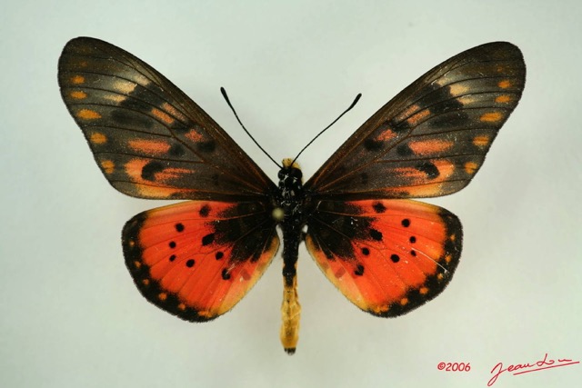 059 Lepidoptera (FD) Nymphalidae Heliconiinae Acraea zetes m IMG_3246WTMK.JPG