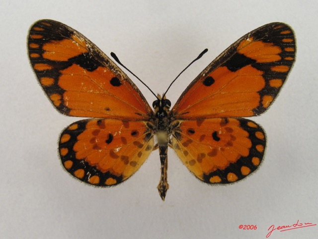 079 Lepidoptera (FD) Nymphalidae Heliconiinae Acraea eponina m IMG_4902WTMKa.jpg