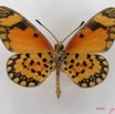 080 Lepidoptera (FV) Nymphalidae Heliconiinae Acraea eponina m IMG_4903WTMKa.jpg