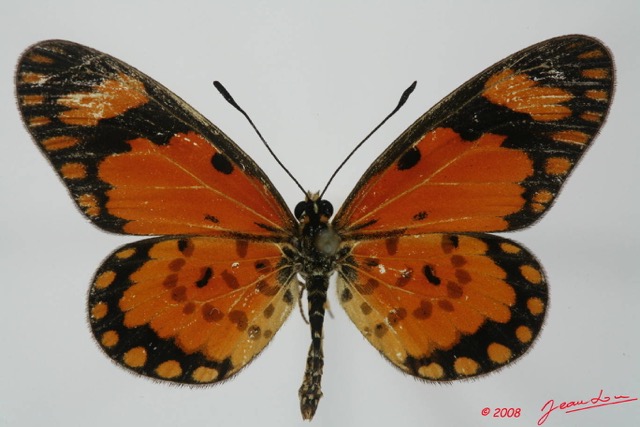 099 Lepidoptera (FD) Nymphalidae Heliconiinae Acraea eponina m 8EIMG_18404WTMK.JPG