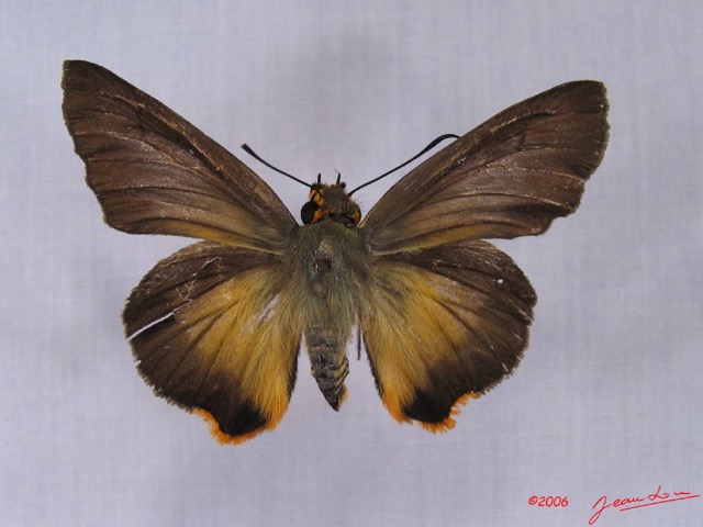 003 Lepidoptera (FD) Hesperiidae IMG_3467WTMK.JPG
