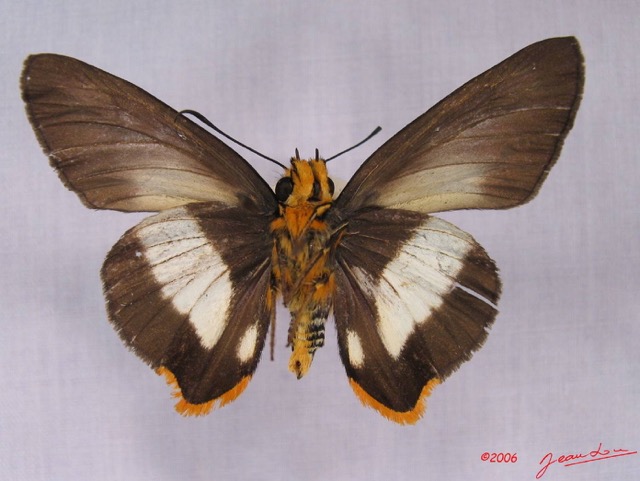 004 Lepidoptera (FV) Hesperiidae IMG_3468WTMK.JPG