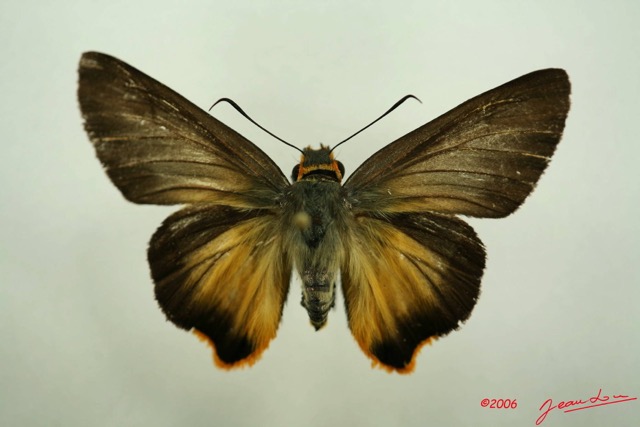 005 Lepidoptera (FD) Hesperiidae IMG_3121WTMK.JPG