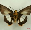006 Lepidoptera (FV) Hesperiidae IMG_3124WTMK.JPG