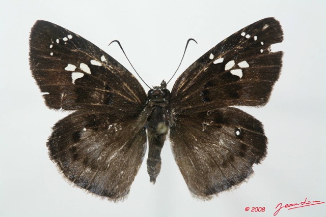 009 Lepidoptera (FD) Hesperiidae Tagiades flesus 8EIMG_18421WTMK.JPG