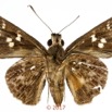 078 Lepidoptera 139b (FV) Hesperiidae Hesperiinae Gretna bugoma M 17E5K3IMG_171202126051_DxOwtmk.jpg