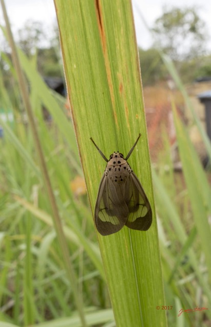 005 Insecta Lepidoptera Heterocera Mounana 16RX104IMG_1000437wtmk.jpg