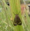 005 Insecta Lepidoptera Heterocera Mounana 16RX104IMG_1000437wtmk.jpg