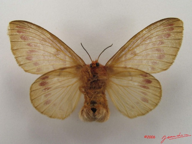 022 Heterocera (FV) Lasiocampidae Lechriolepis nigrivenis Strand 1912 f IMG_4544WTMK.jpg