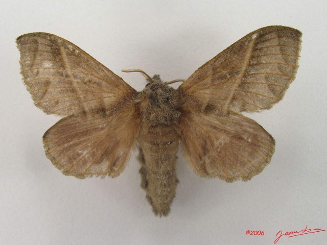 023 Heterocera (FD) Lasiocampidae Bombycopsis sp f IMG_4590WTMK.jpg