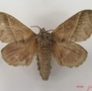 023 Heterocera (FD) Lasiocampidae Bombycopsis sp f IMG_4590WTMK.jpg