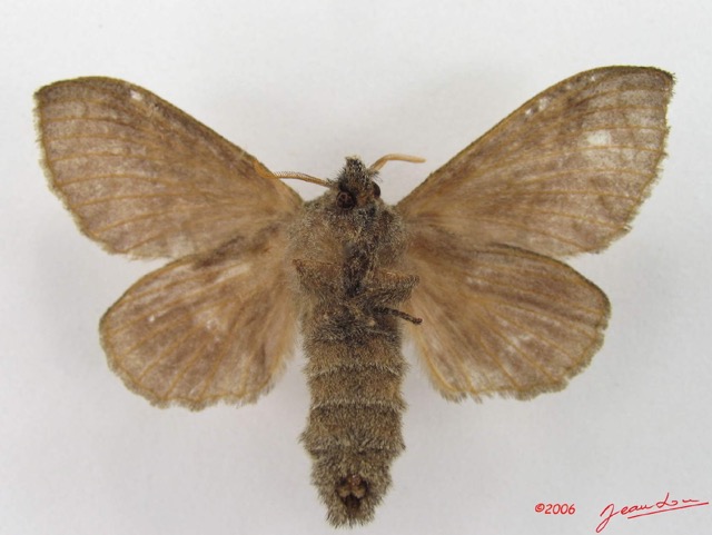 024 Heterocera (FV) Lasiocampidae Bombycopsis sp f IMG_4591WTMK.jpg