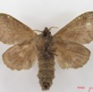024 Heterocera (FV) Lasiocampidae Bombycopsis sp f IMG_4591WTMK.jpg