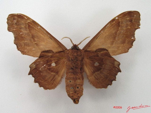 038 Heterocera (FV) Lasiocampidae Mimopacha knoblauchii Dewitz 1881 IMG_4956WTMK.jpg