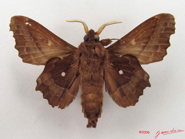 040 Heterocera (FV) Lasiocampidae Mimopacha knoblauchii Dewitz 1881 IMG_5055WTMK.jpg