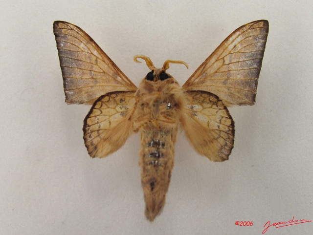 042 Heterocera (FV) Lasiocampidae Weberolegra weberi Tams 1929 m IMG_5068WTMK.jpg
