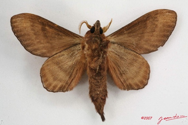 062 Heterocera (FV) Lasiocampidae Catalebeda producta Walker 1855 7IMG_6601WTMK.jpg