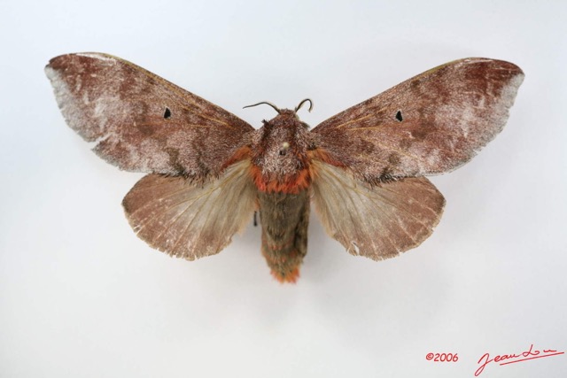 001 Heterocera (FD) Lasiocampidae Gastroplakaeis sp IMG_1719WTMK.jpg