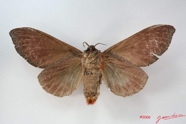 002 Heterocera (FV) Lasiocampidae Gastroplakaeis sp IMG_1722WTMK.jpg