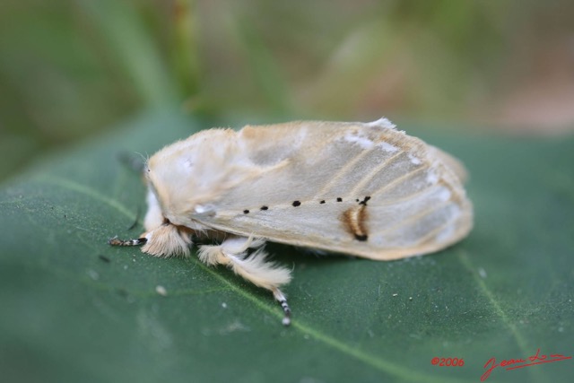 001 Lepidoptera Live IMG_0622WTMK.JPG