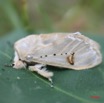 001 Lepidoptera Live IMG_0622WTMK.JPG