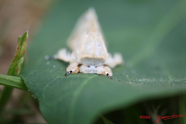 002 Lepidoptera Live IMG_0628WTMK.JPG