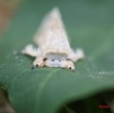 002 Lepidoptera Live IMG_0628WTMK.JPG