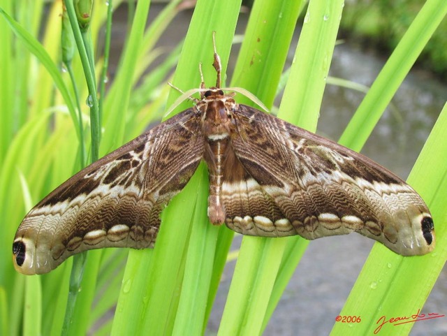 003 Lepidoptera Live IMG_5024WTMK.JPG