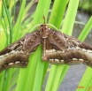 003 Lepidoptera Live IMG_5024WTMK.JPG