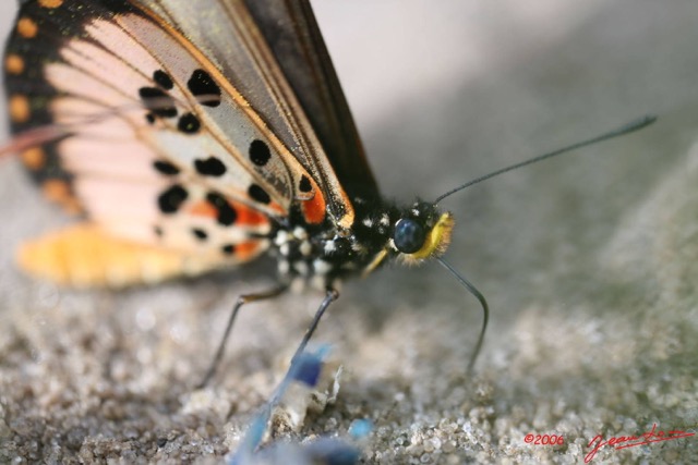 004 Lepidoptera Live Acraea perenna IMG_1123WTMK.JPG