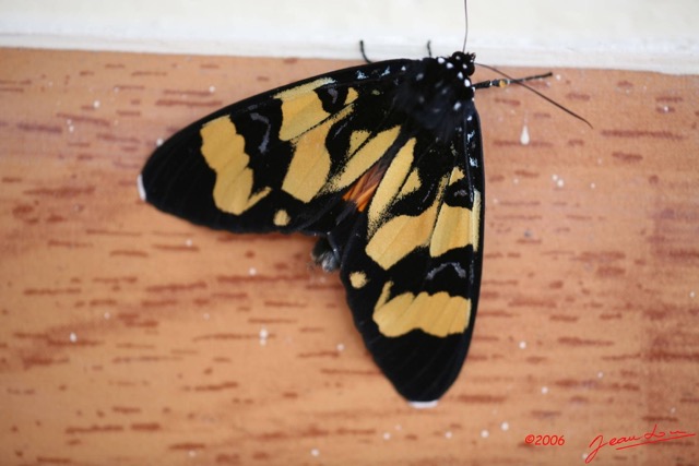 005 Lepidoptera Live IMG_1206WTMK.JPG