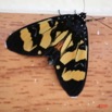 005 Lepidoptera Live IMG_1206WTMK.JPG