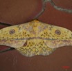 006 Lepidoptera Live Aurivilius triramis IMG_1513WTMK.JPG