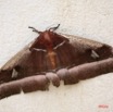 007 Lepidoptera Live Live Bunaea alcinoe IMG_1614WTMK.JPG