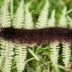 008 Lepidoptera Live Chenille IMG_4109WTMK.JPG