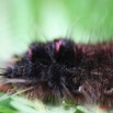 009 Lepidoptera Live Chenille IMG_4112WTMK.JPG