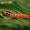 011 Lepidoptera Live Chenille IMG_4512WTMK.JPG