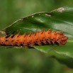 012 Lepidoptera Live Chenille IMG_4515WTMK.JPG