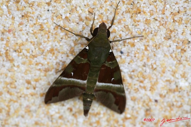 014 Lepidoptera Live Heterocera Sphingiidae IMG_4876WTMK.JPG